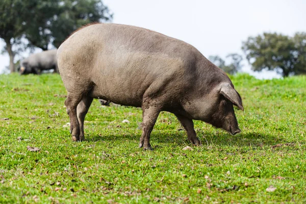 depositphotos_146860891-stock-photo-iberian-pig-pasturing-in-a.jpg